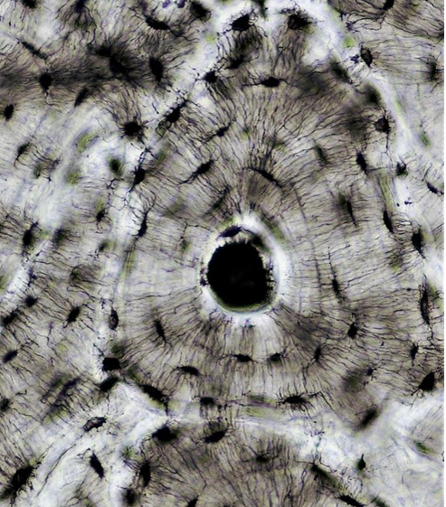 Поперечный срез пластинчатой костной ткани