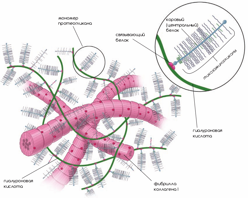 Полисахариды межклеточного матрикса