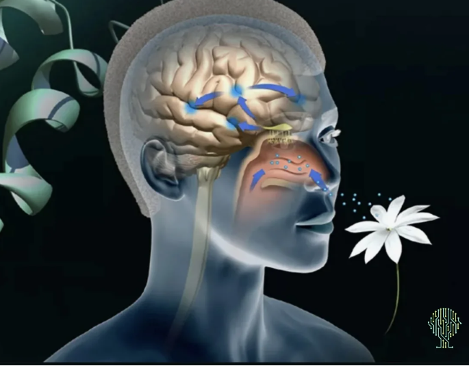 Орган обоняния