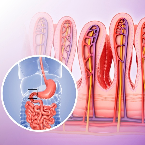 Ворсинки кишечника