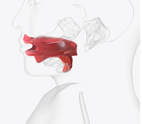 Полость рта