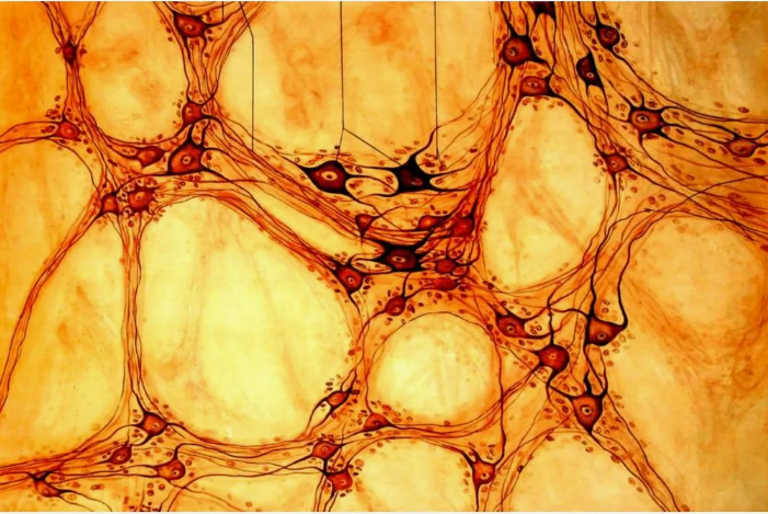 Клетки догеля Ауэрбахова сплетения
